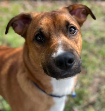 Enlarge Scooter, a Adoptable mixed breed in Shohola, PA image 2/2