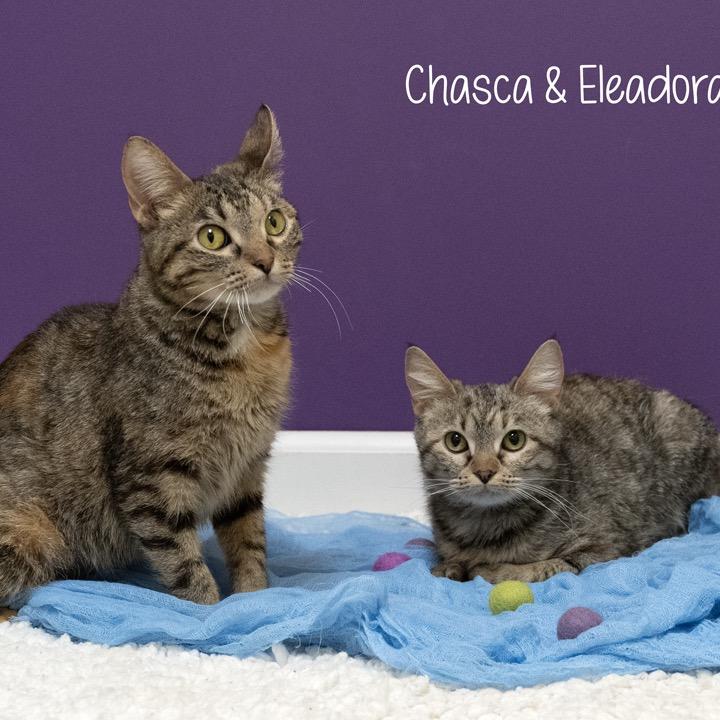 Eleodora, Adoptable, Young Female Domestic Short Hair.