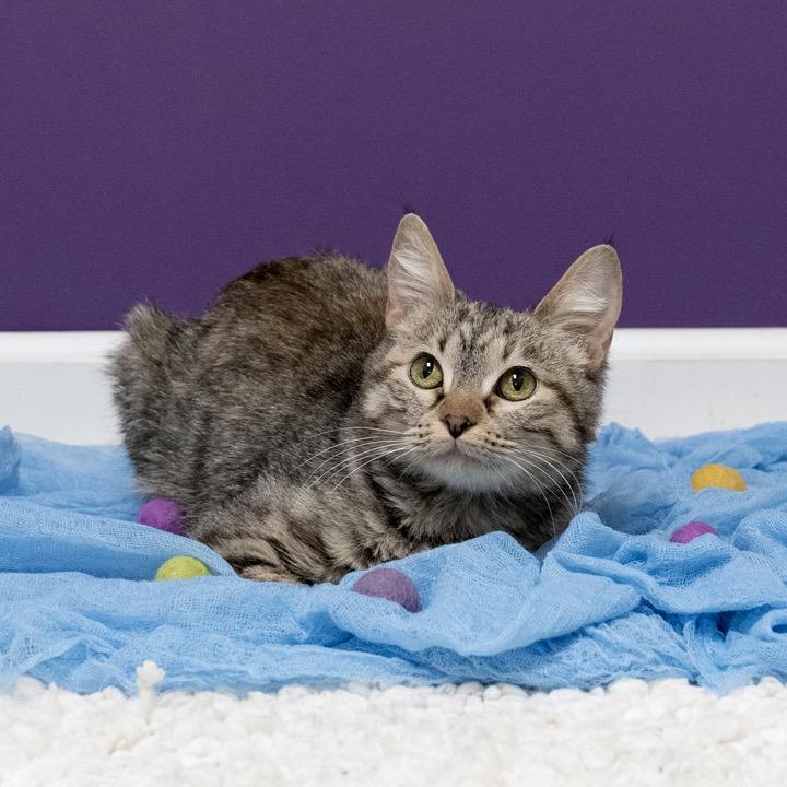 Enlarge Eleodora, a Adoptable Domestic Short Hair in Pekin, IL image 2/5