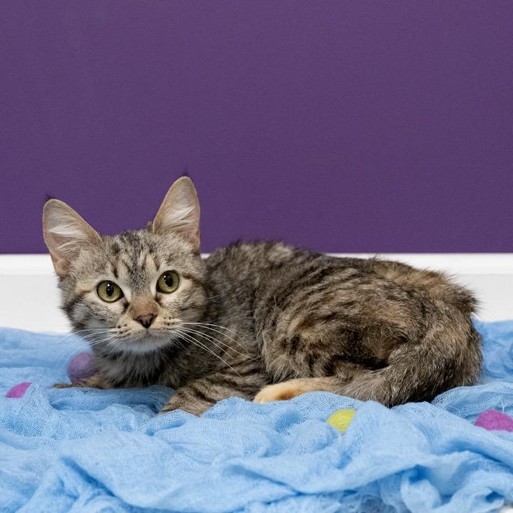 Enlarge Eleodora, a Adoptable Domestic Short Hair in Pekin, IL image 3/5