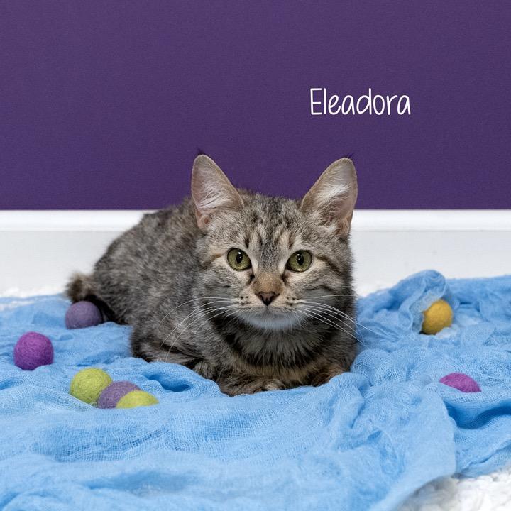Enlarge Eleodora, a Adoptable Domestic Short Hair in Pekin, IL image 4/5