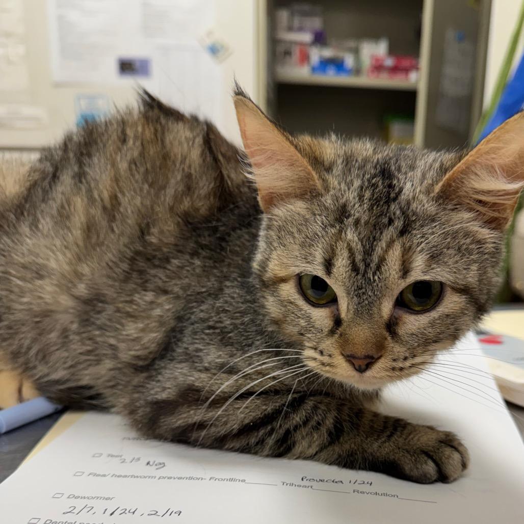 Enlarge Eleodora, a Adoptable Domestic Short Hair in Pekin, IL image 5/5