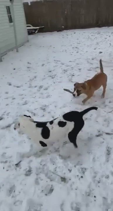 Enlarge Griffin, a Adopted mixed breed in Oregon, OH video 1/6