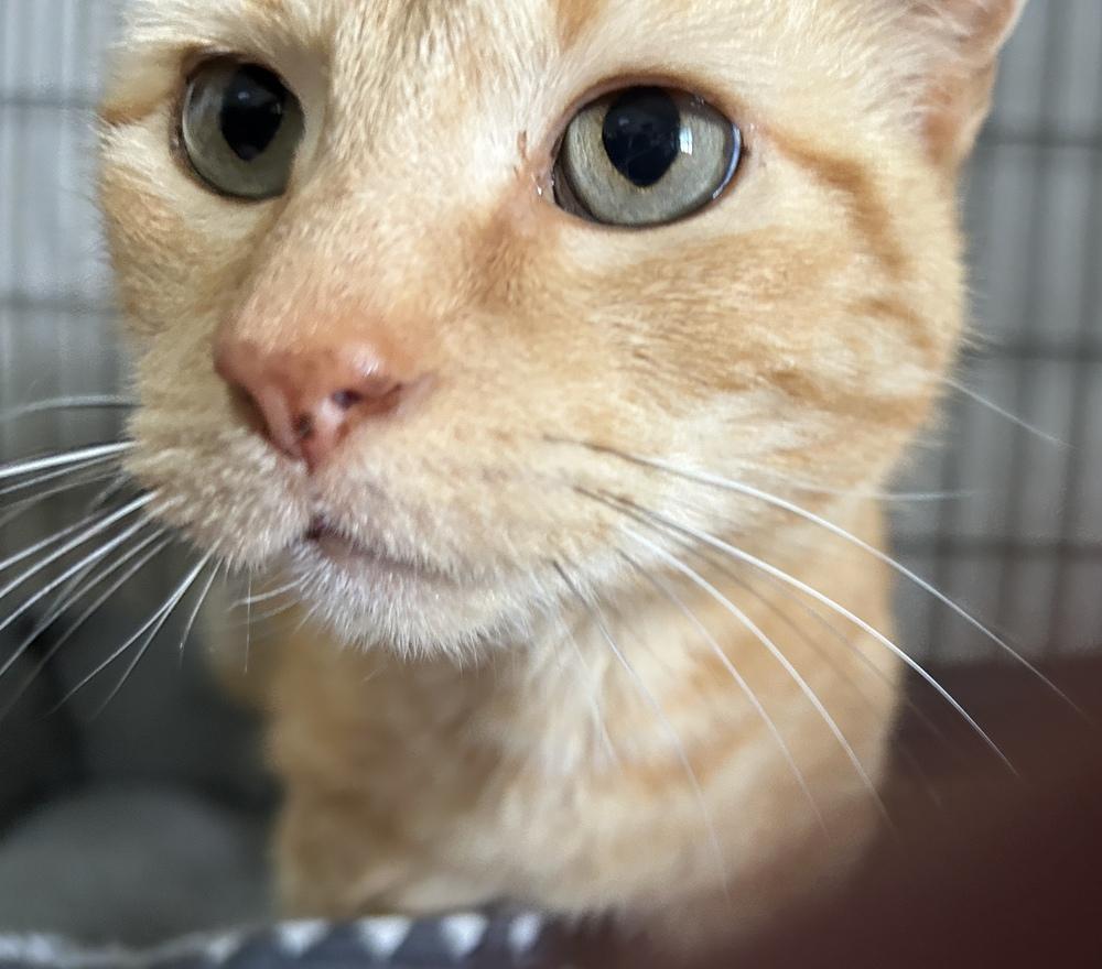 Enlarge Maria, a Adoptable Domestic Short Hair in Orlando, FL image 1/5