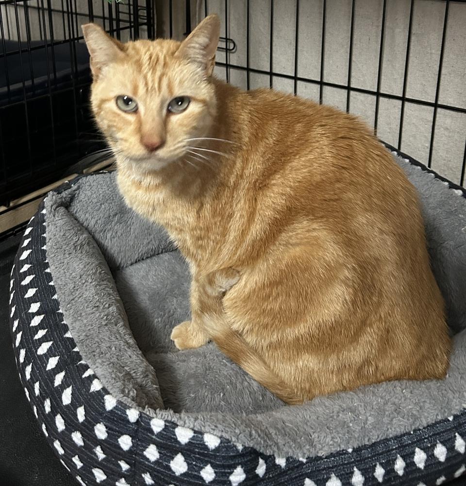 Enlarge Maria, a Adoptable Domestic Short Hair in Orlando, FL image 2/5