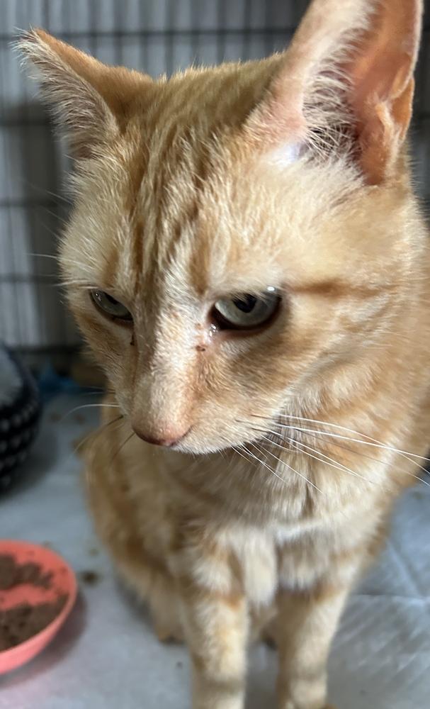 Enlarge Maria, a Adoptable Domestic Short Hair in Orlando, FL image 3/5