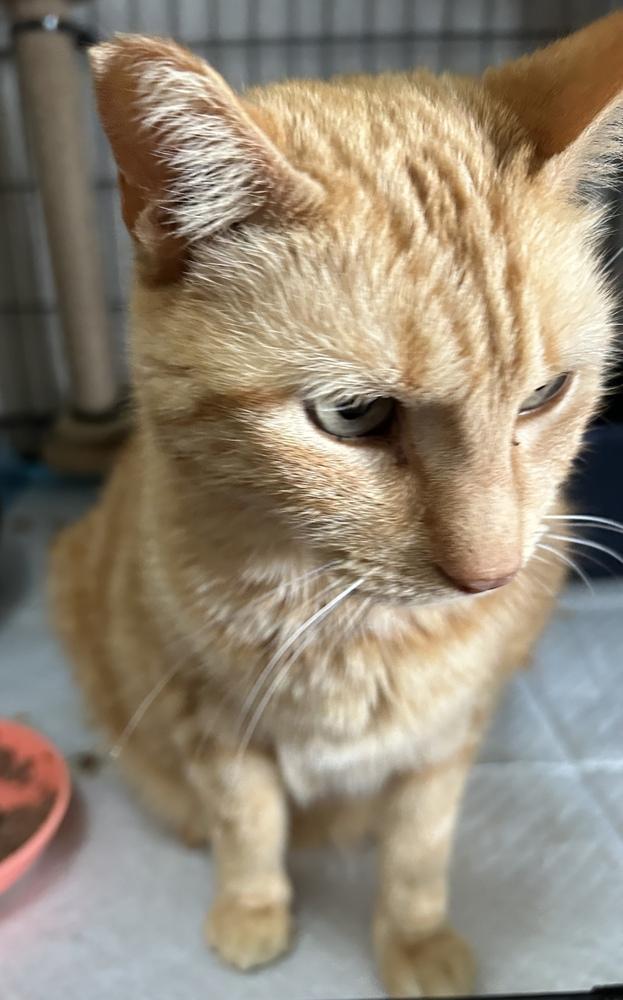 Enlarge Maria, a Adoptable Domestic Short Hair in Orlando, FL image 4/5