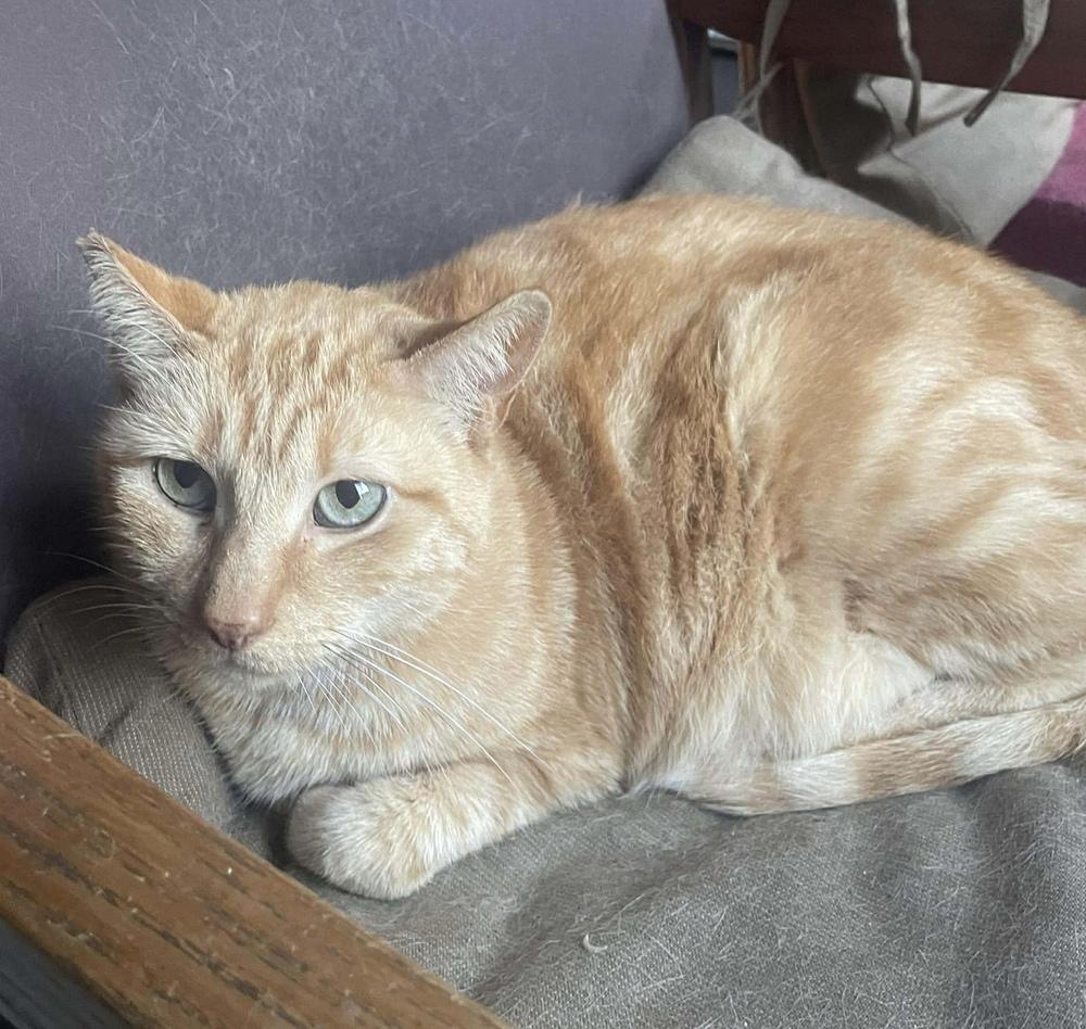 Enlarge Maria, a Adoptable Domestic Short Hair in Orlando, FL image 5/5