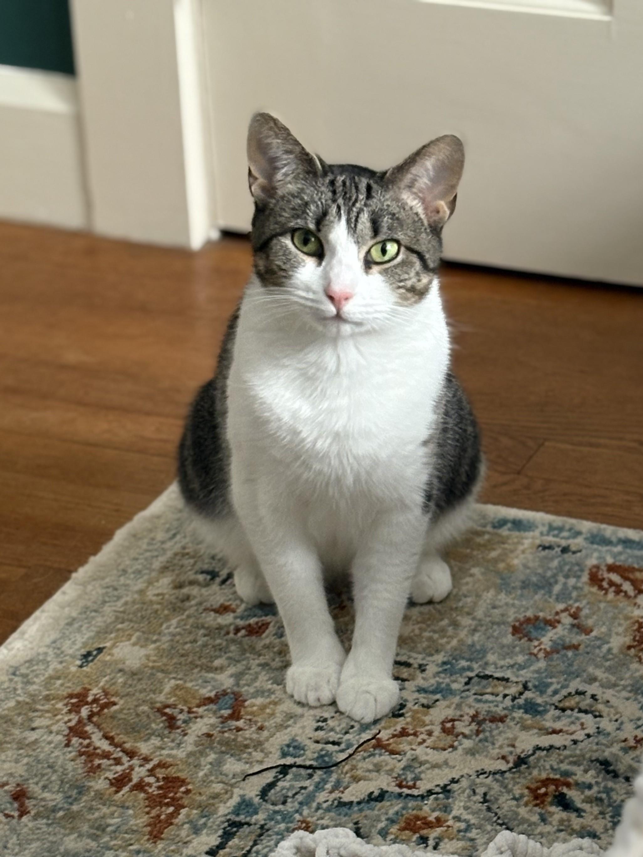 Jolynn, ADOPTABLE, Adult Female Domestic Short Hair.