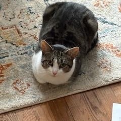 Enlarge Jolynn, a ADOPTABLE Domestic Short Hair in Sudbury, MA image 4/4