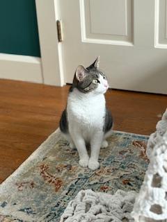 Enlarge Jolynn, a ADOPTABLE Domestic Short Hair in Sudbury, MA image 2/4