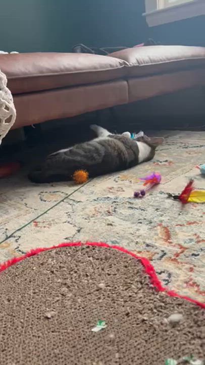 Enlarge Jolynn, a ADOPTABLE Domestic Short Hair in Sudbury, MA video 3/4