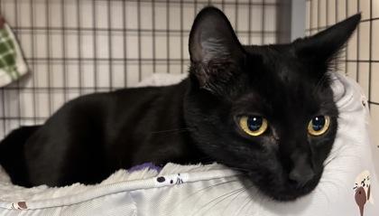 Jellybean, an adoptable Domestic Short Hair in Redmond, OR, 97756 | Photo Image 1