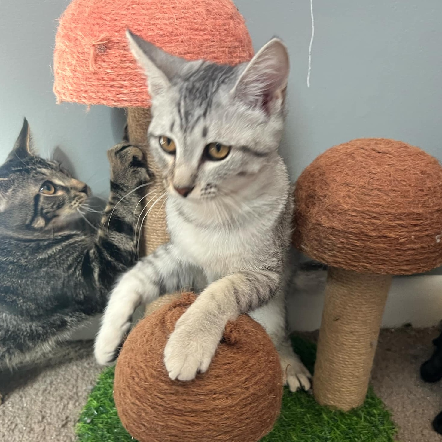 Cat for adoption Oyster, a Tabby in Royal Oak, MI Petfinder