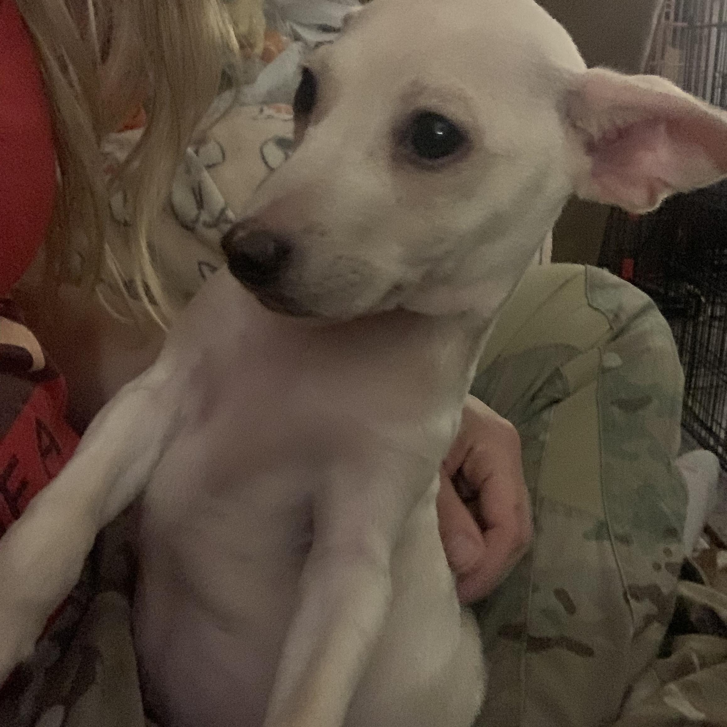 Enlarge Wolfie, a Adoptable Chiweenie in Claremont, CA image 3/3