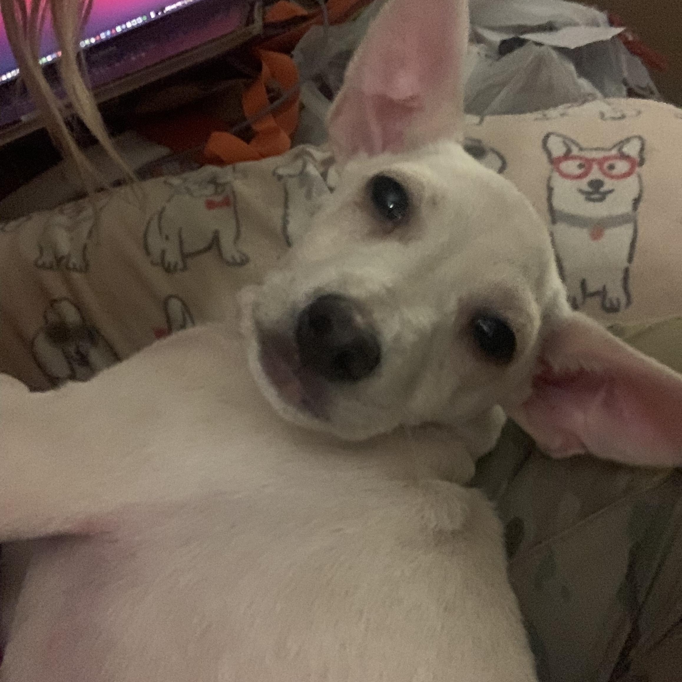 Enlarge Wolfie, a Adoptable Chiweenie in Claremont, CA image 1/3