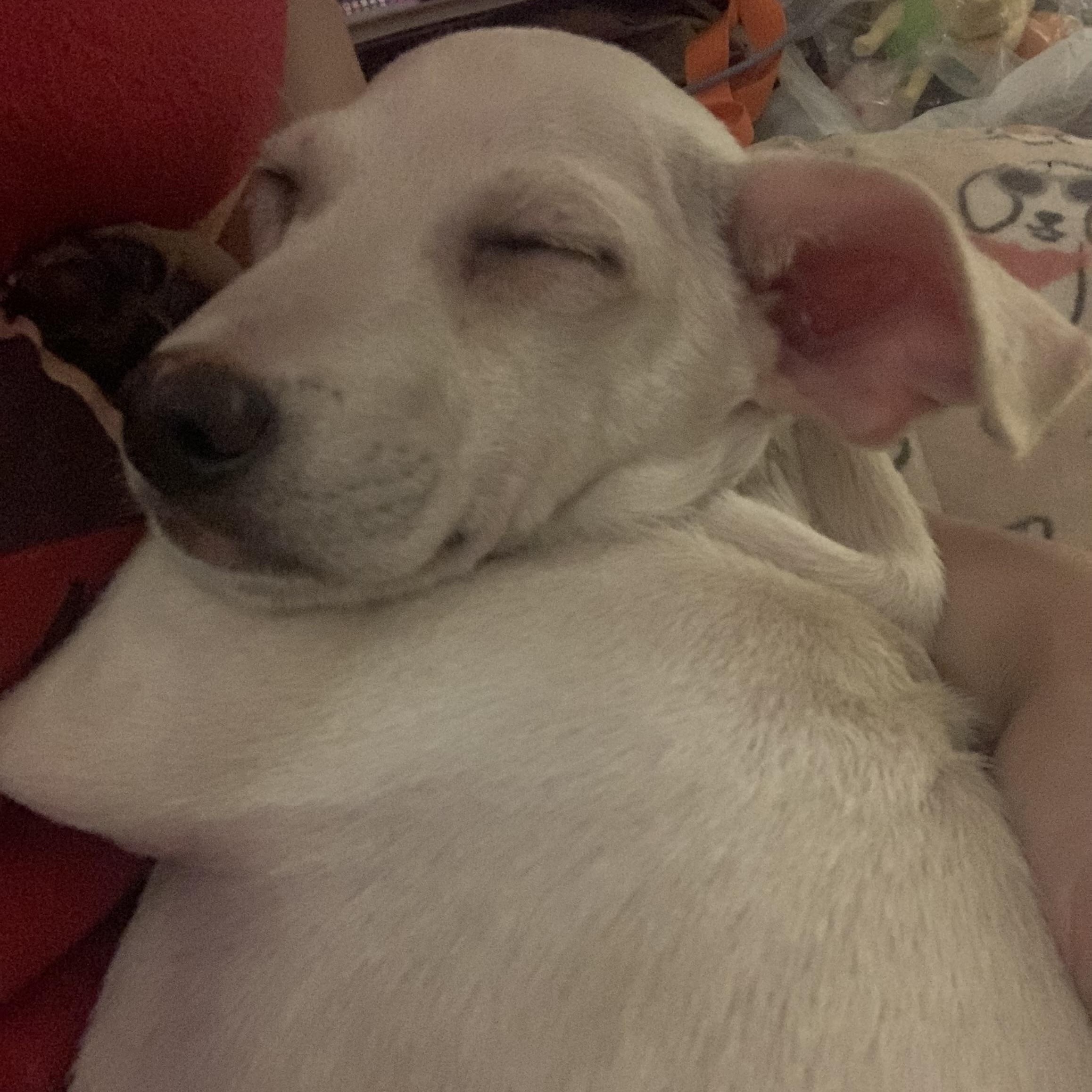 Enlarge Wolfie, a Adoptable Chiweenie in Claremont, CA image 2/3