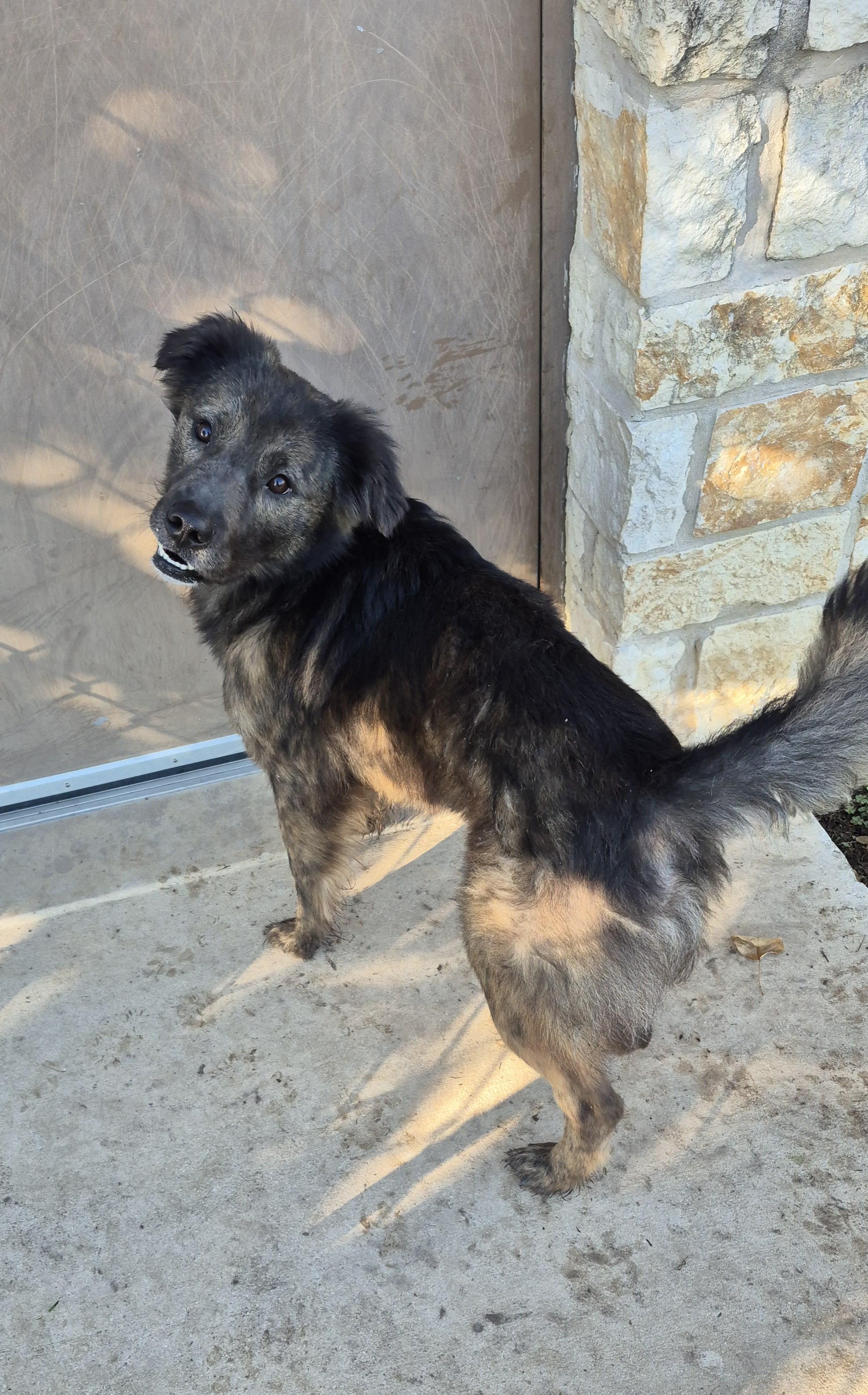 Poe, Adoptable, Adult Male Mixed Breed.
