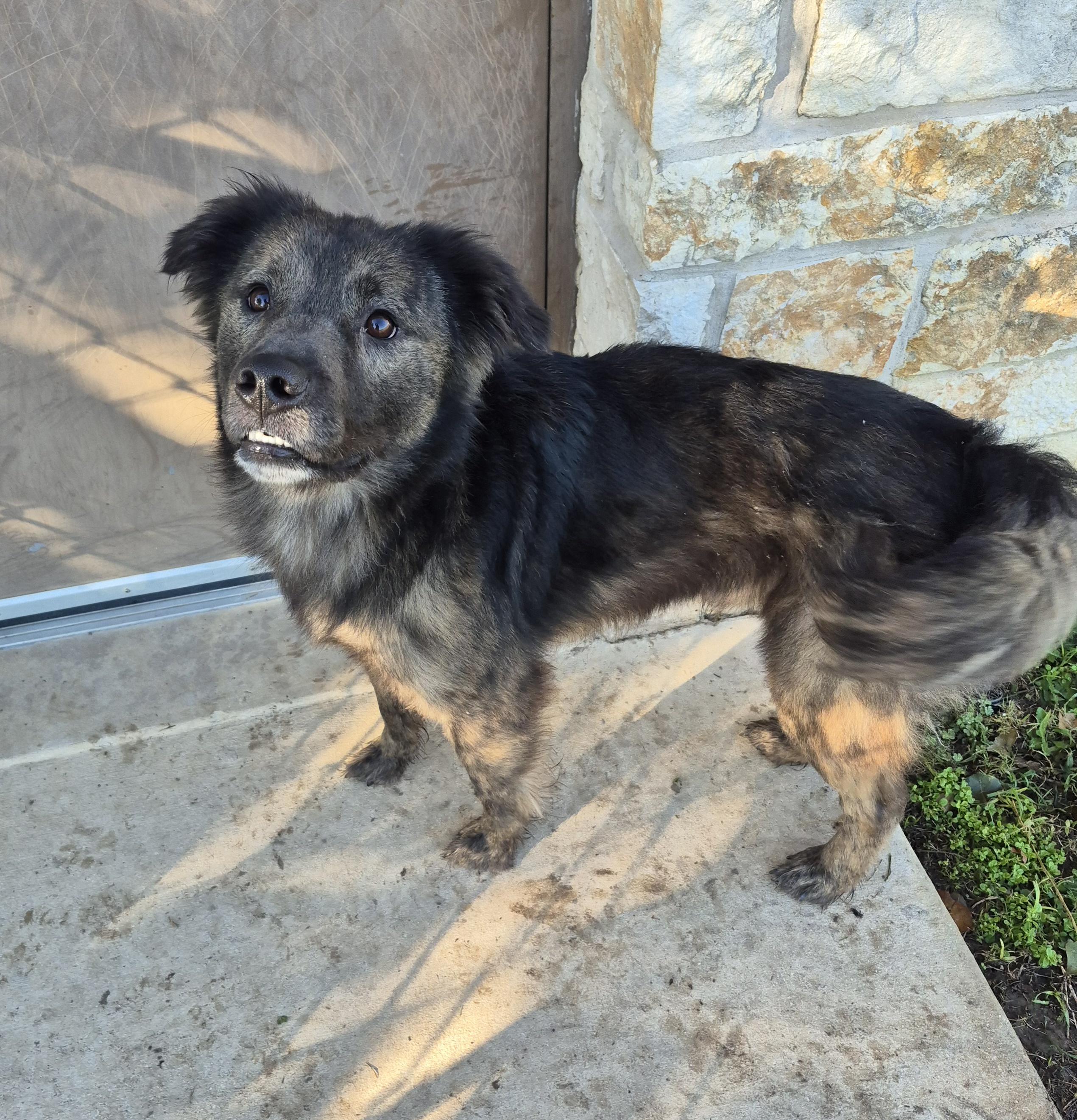 Enlarge Poe, a Adoptable Mixed Breed in Schertz, TX image 2/2