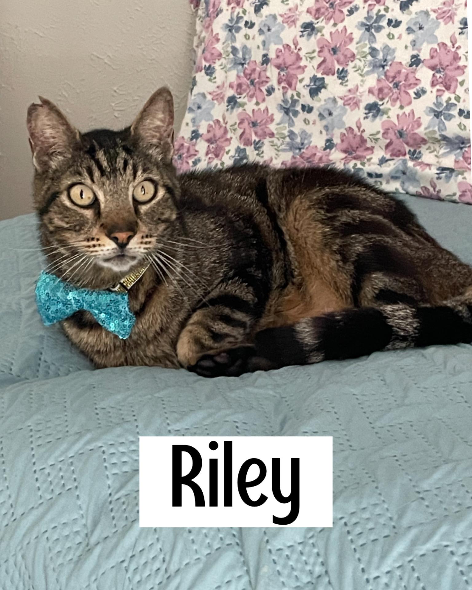 Riley, Adult Male Tabby