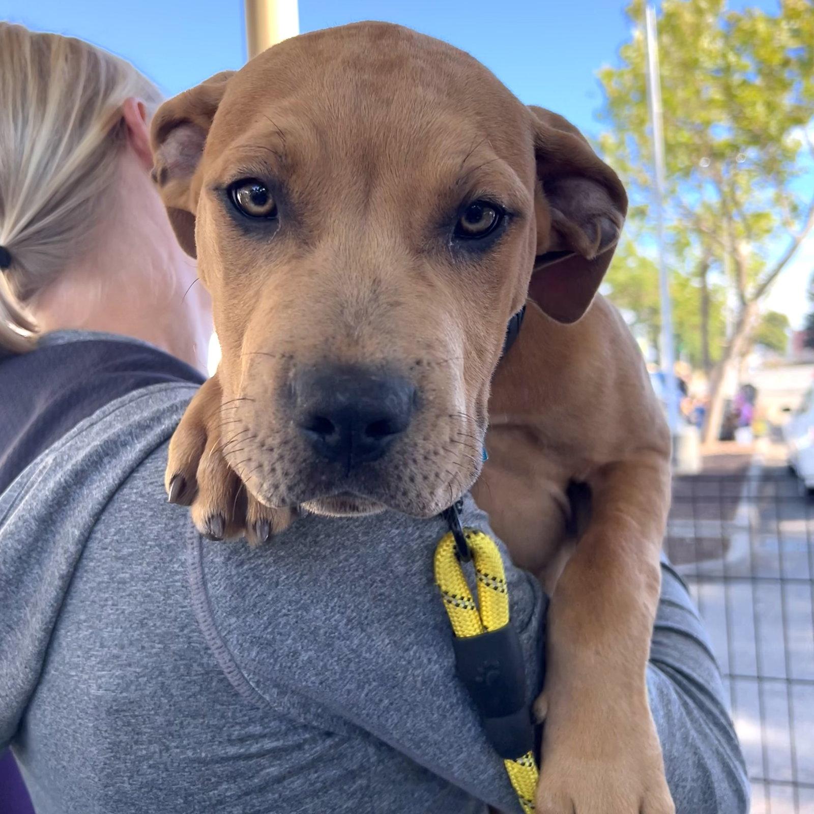 Garlic Parm, Adoptable, Puppy Male Pit Bull Terrier.