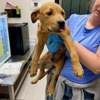 Enlarge Garlic Parm, a Adoptable Pit Bull Terrier in Oakland, CA image 2/2