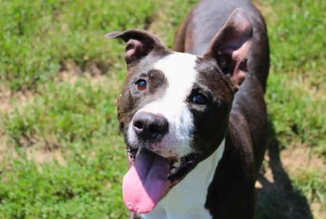 Oreo, ADOPTABLE, Adult Male Pit Bull Terrier.