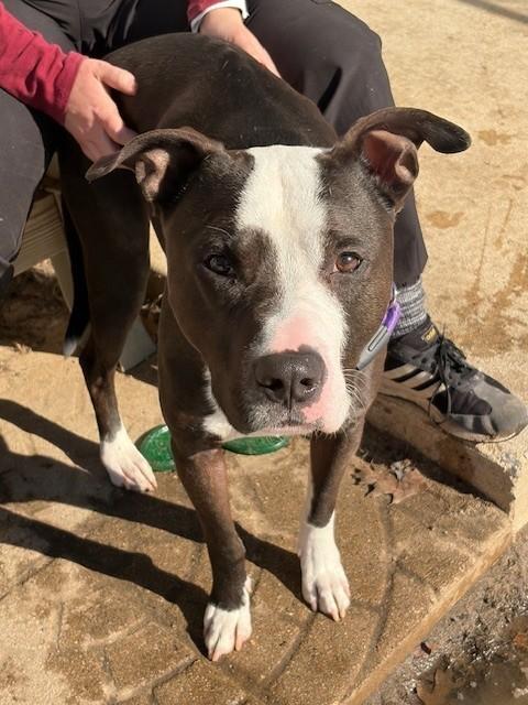 Enlarge Oreo, a ADOPTABLE Pit Bull Terrier in Prudenville, MI image 1/1