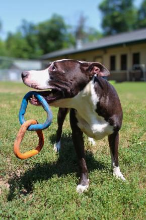 Enlarge Oreo, a ADOPTABLE Pit Bull Terrier in Prudenville, MI image 2/2