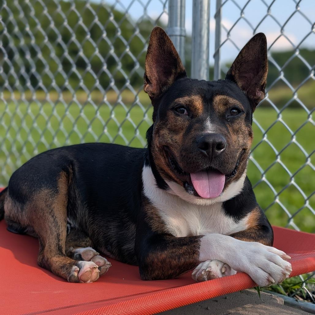 Mickey, Adoptable, Adult Male Terrier & Mixed Breed.