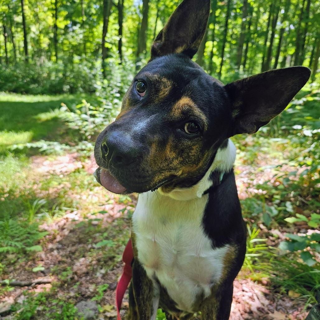 Enlarge Mickey, a Adoptable mixed breed in East Smithfield , PA image 2/6