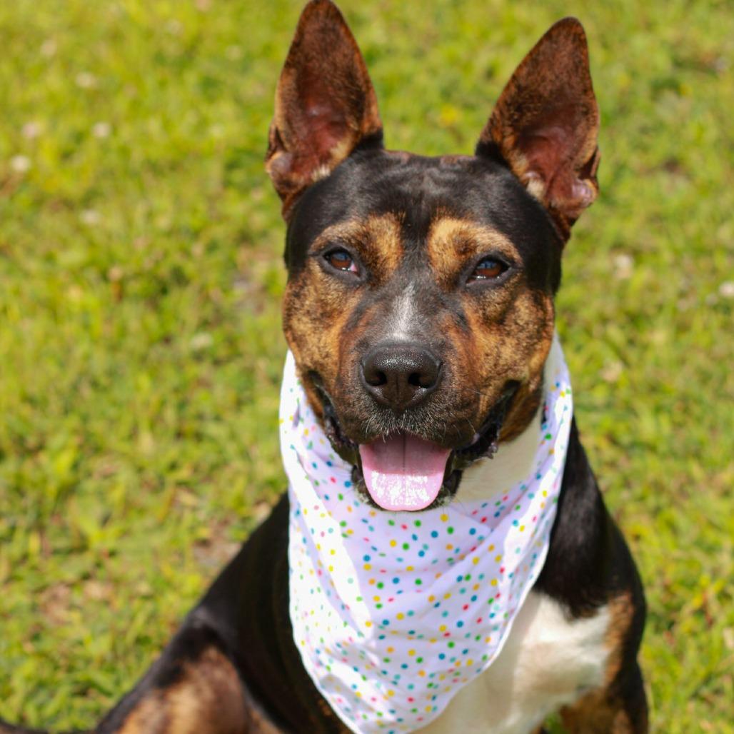 Enlarge Mickey, a Adoptable mixed breed in East Smithfield , PA image 3/6
