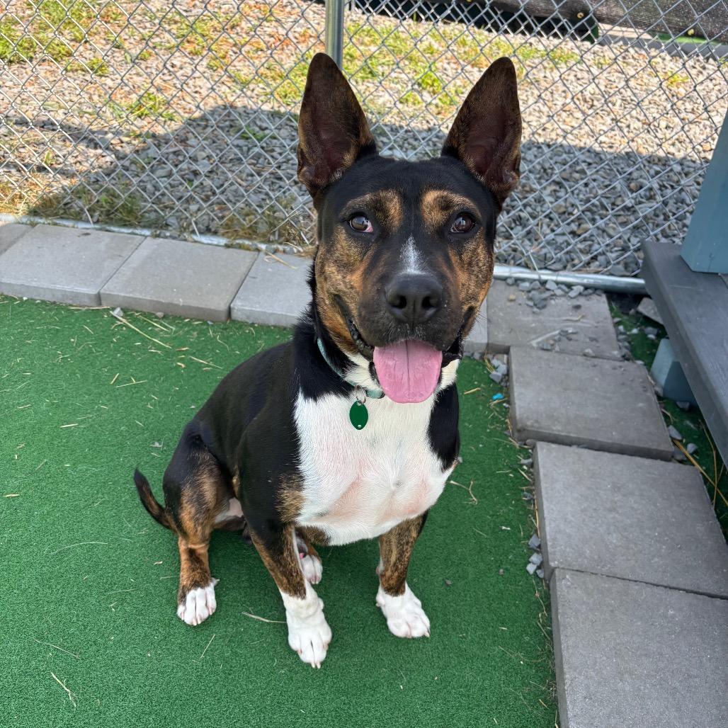 Enlarge Mickey, a Adoptable mixed breed in East Smithfield , PA image 4/6