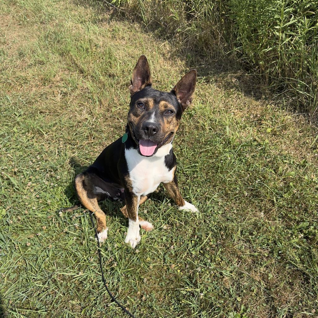Enlarge Mickey, a Adoptable mixed breed in East Smithfield , PA image 5/6