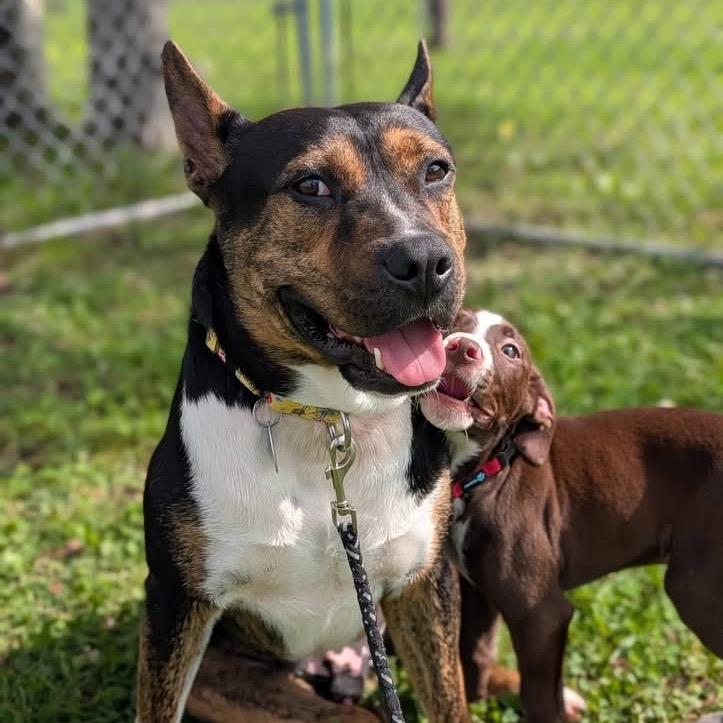 Enlarge Mickey, a Adoptable mixed breed in East Smithfield , PA image 6/6