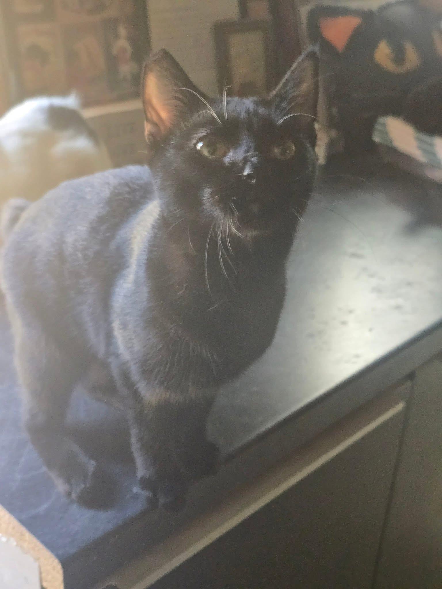 Delilah, Adoptable, Young Female Domestic Short Hair.