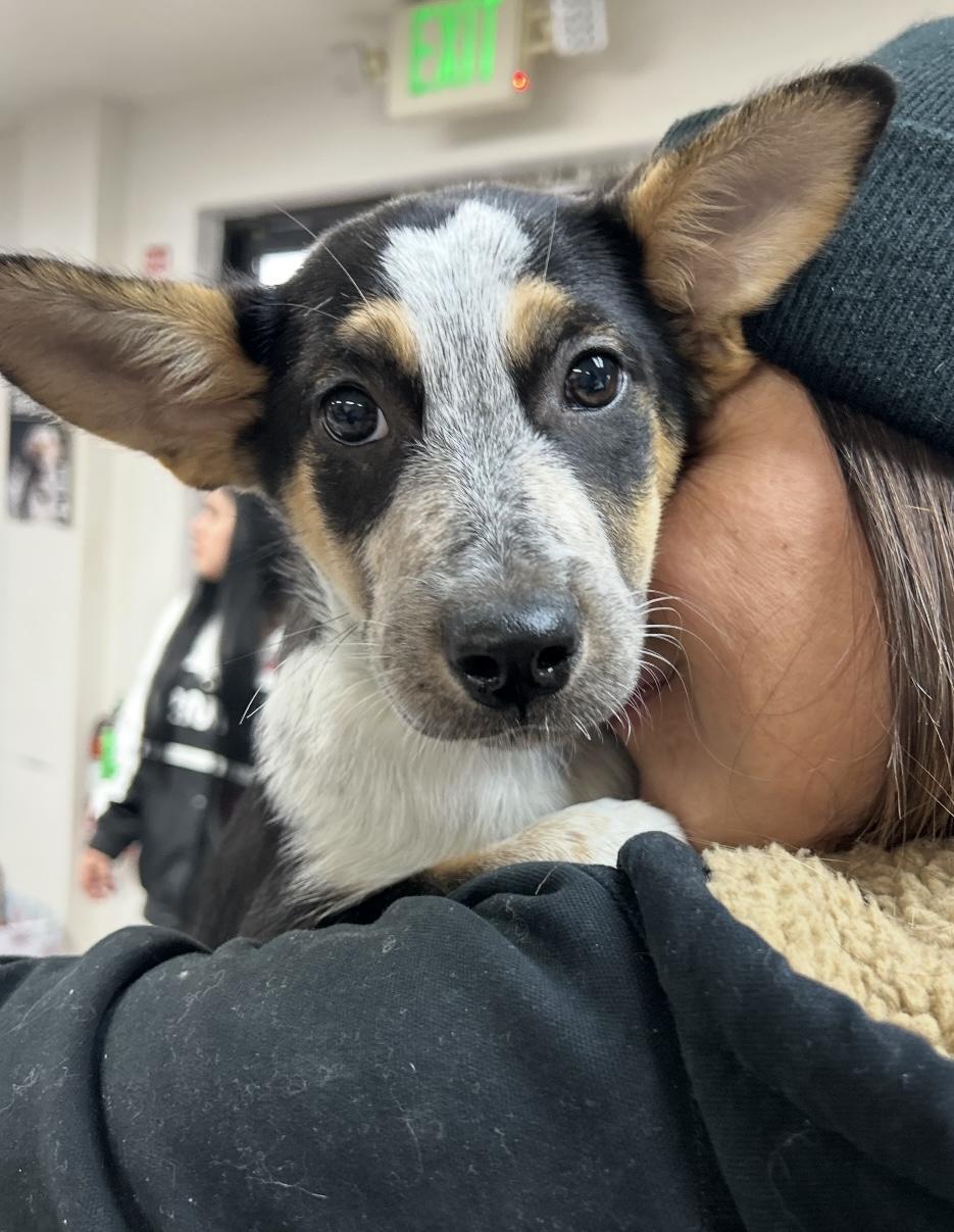 Enlarge Ripley, a Adopted Australian Cattle Dog / Blue Heeler in Milwaukie, OR image 1/6