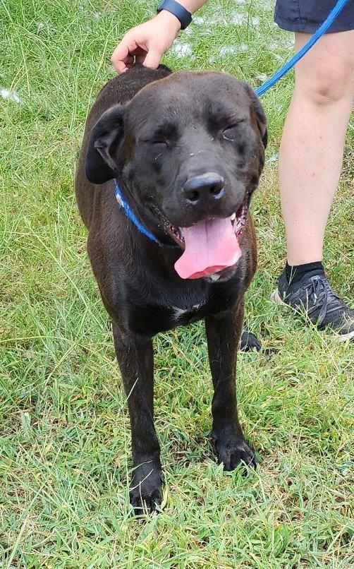 261060  Duffy, Adoptable, Adult Male Chocolate Labrador Retriever.