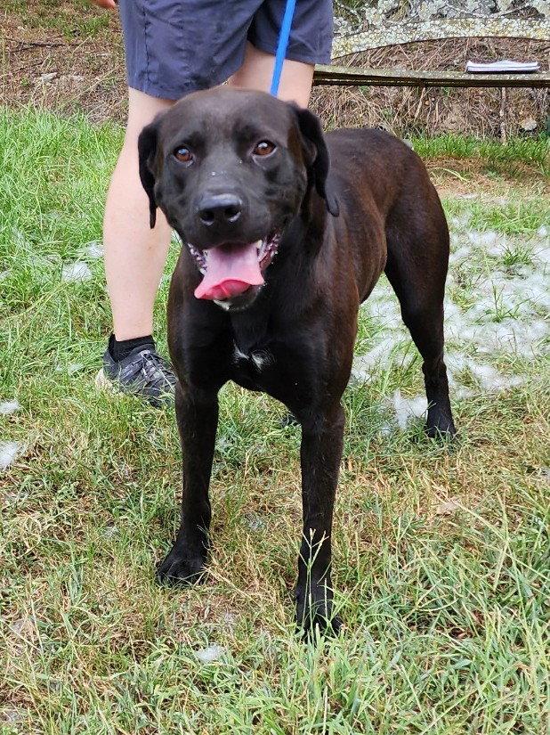 Enlarge 261060  Duffy, a Adoptable Chocolate Labrador Retriever in Wetumpka, AL image 2/3