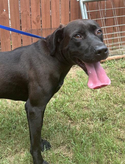Enlarge 261060  Duffy, a Adoptable Chocolate Labrador Retriever in Wetumpka, AL image 3/3