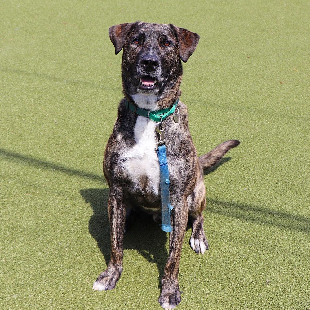 Enlarge G23298 Jack, a Adoptable mixed breed in Port Washington, NY image 1/5