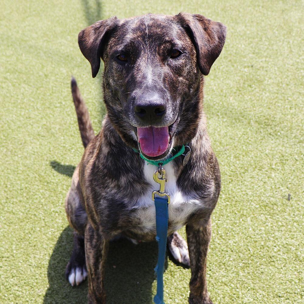 Enlarge G23298 Jack, a Adoptable mixed breed in Port Washington, NY image 2/5