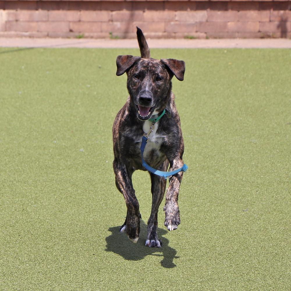 Enlarge G23298 Jack, a Adoptable mixed breed in Port Washington, NY image 3/5