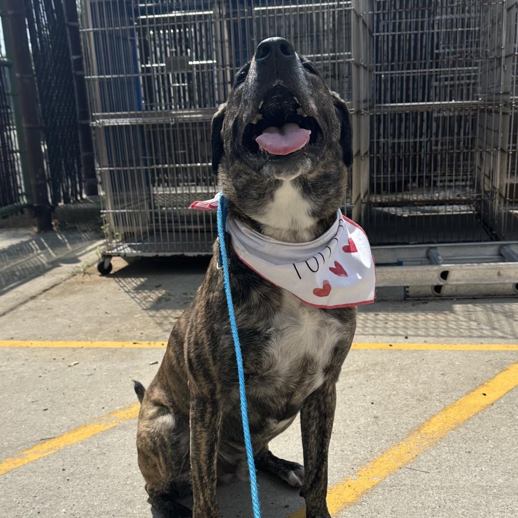 Enlarge G23298 Jack, a Adoptable mixed breed in Port Washington, NY image 4/5