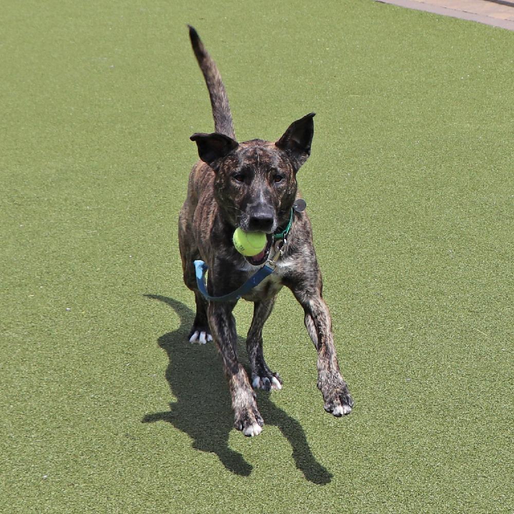 Enlarge G23298 Jack, a Adoptable mixed breed in Port Washington, NY image 5/5