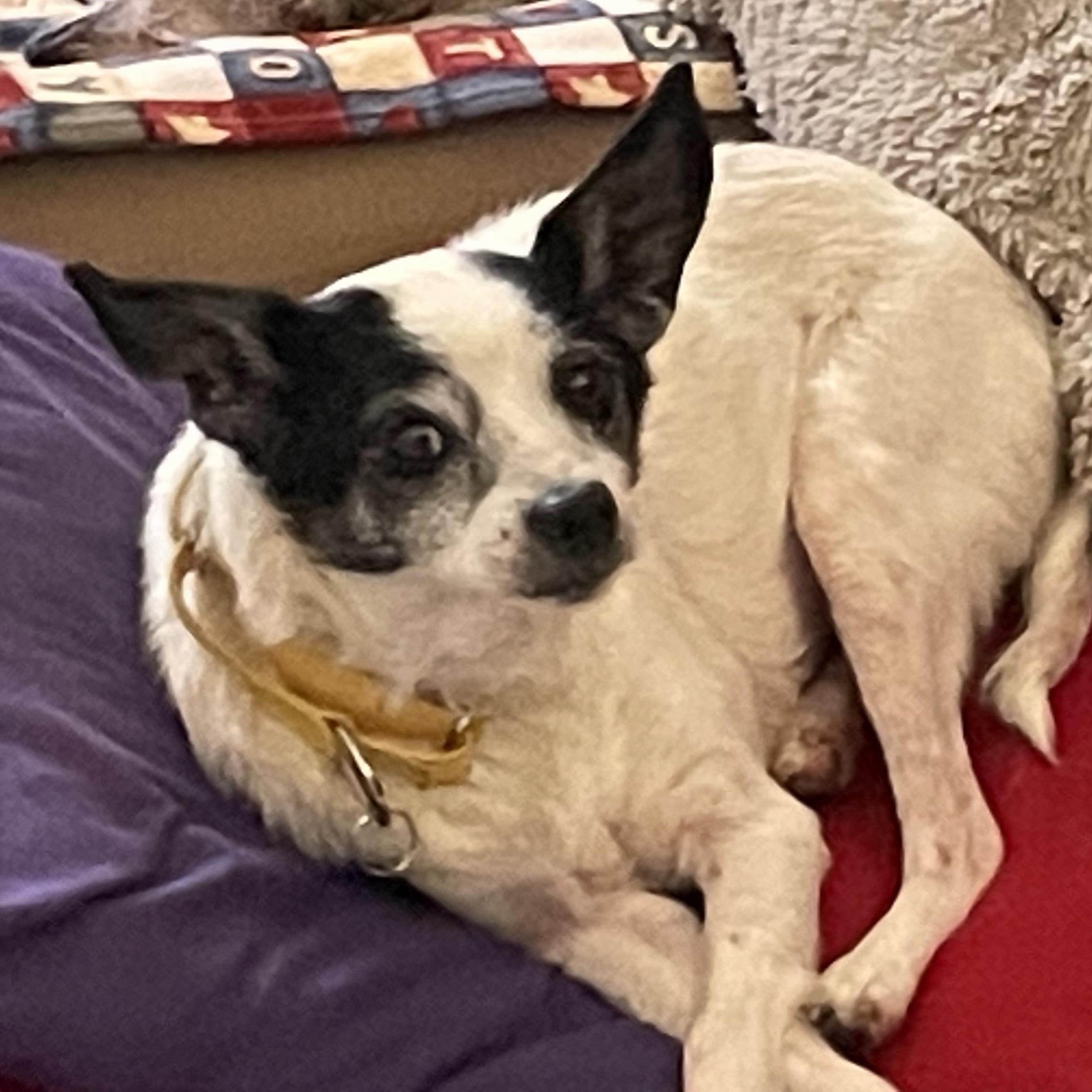 Blaze In Foster, Adoptable, Senior Male Chihuahua & Terrier.
