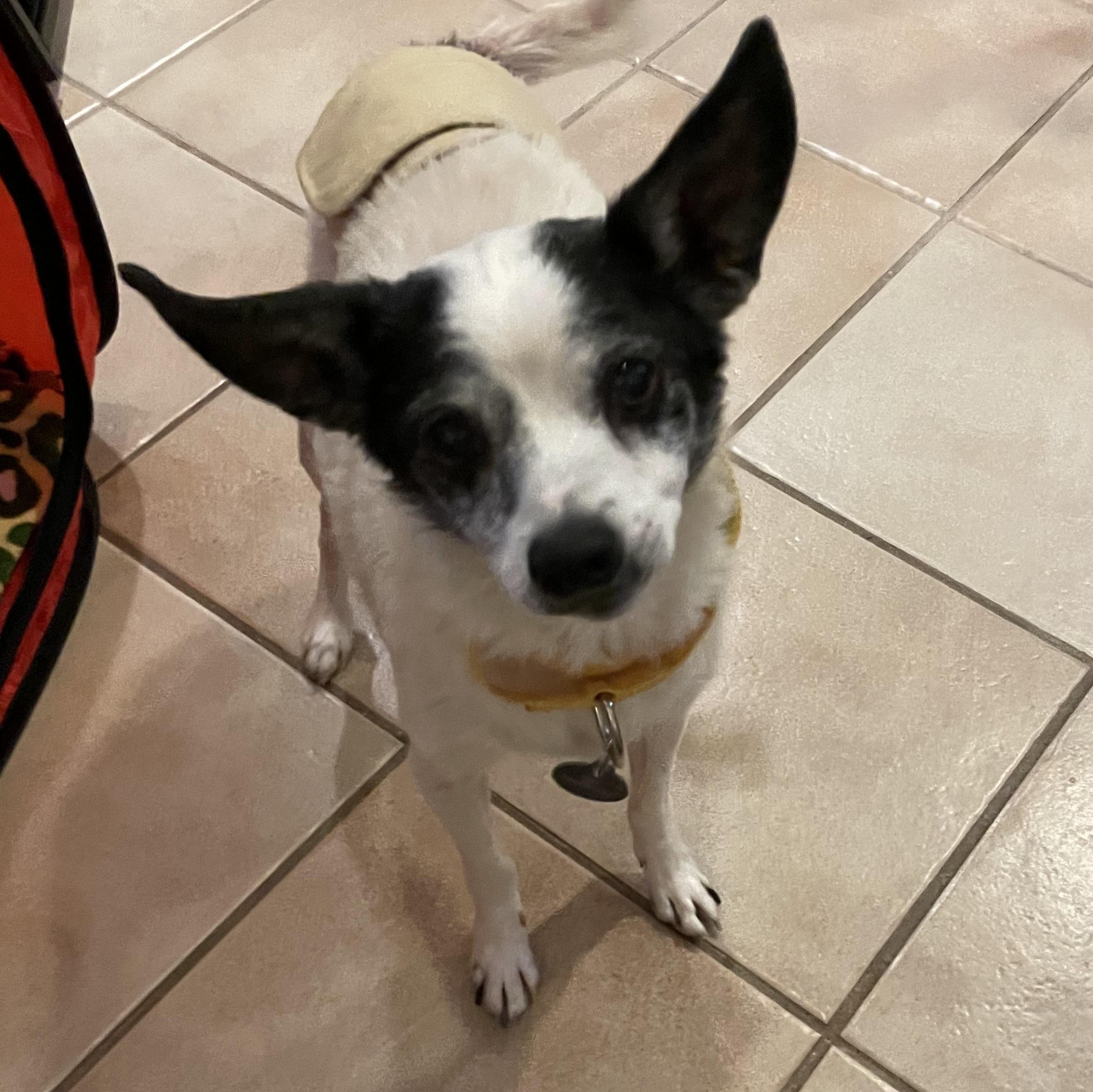 Enlarge Blaze In Foster, a Adoptable mixed breed in Jefferson, LA image 2/4