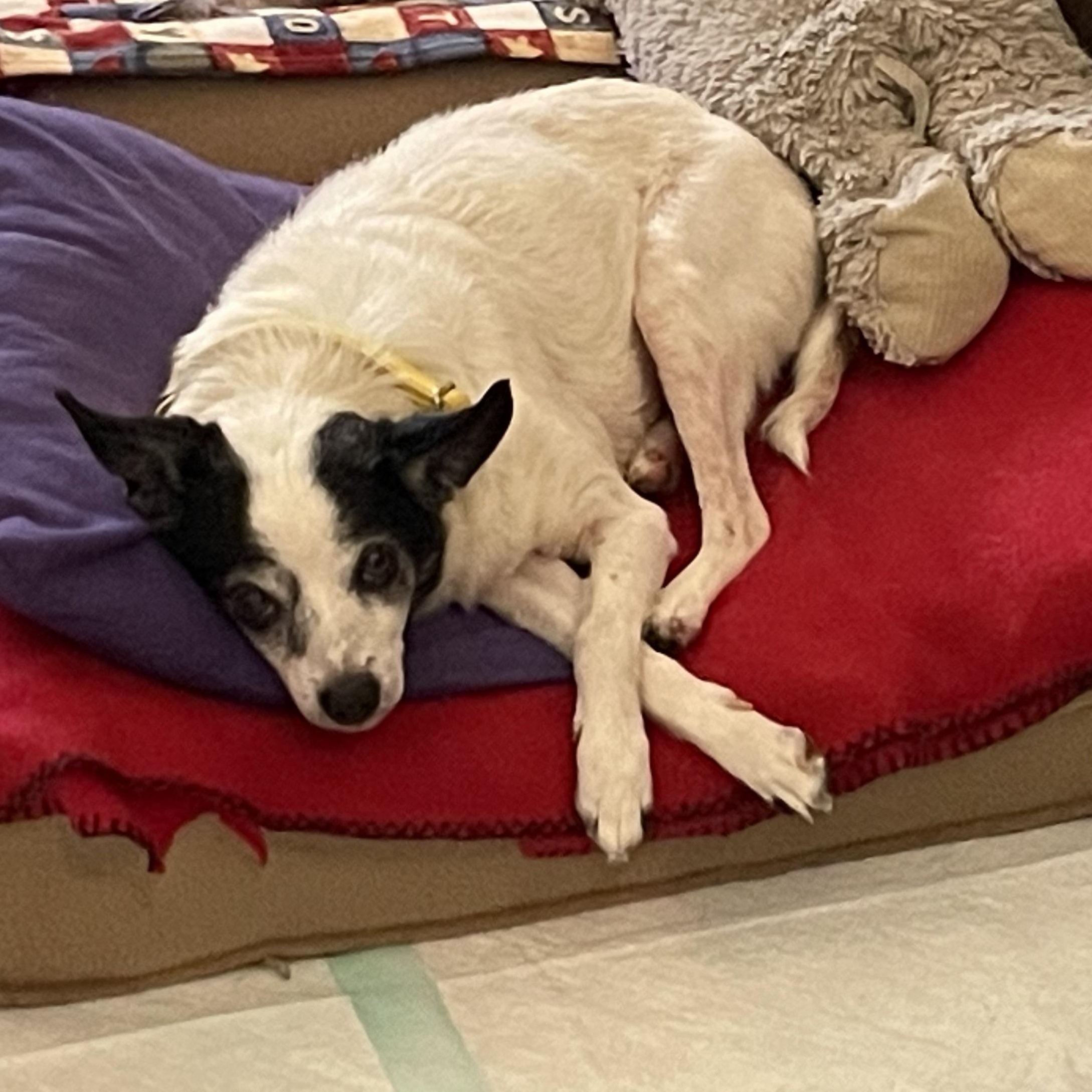 Enlarge Blaze In Foster, a Adoptable mixed breed in Jefferson, LA image 4/4