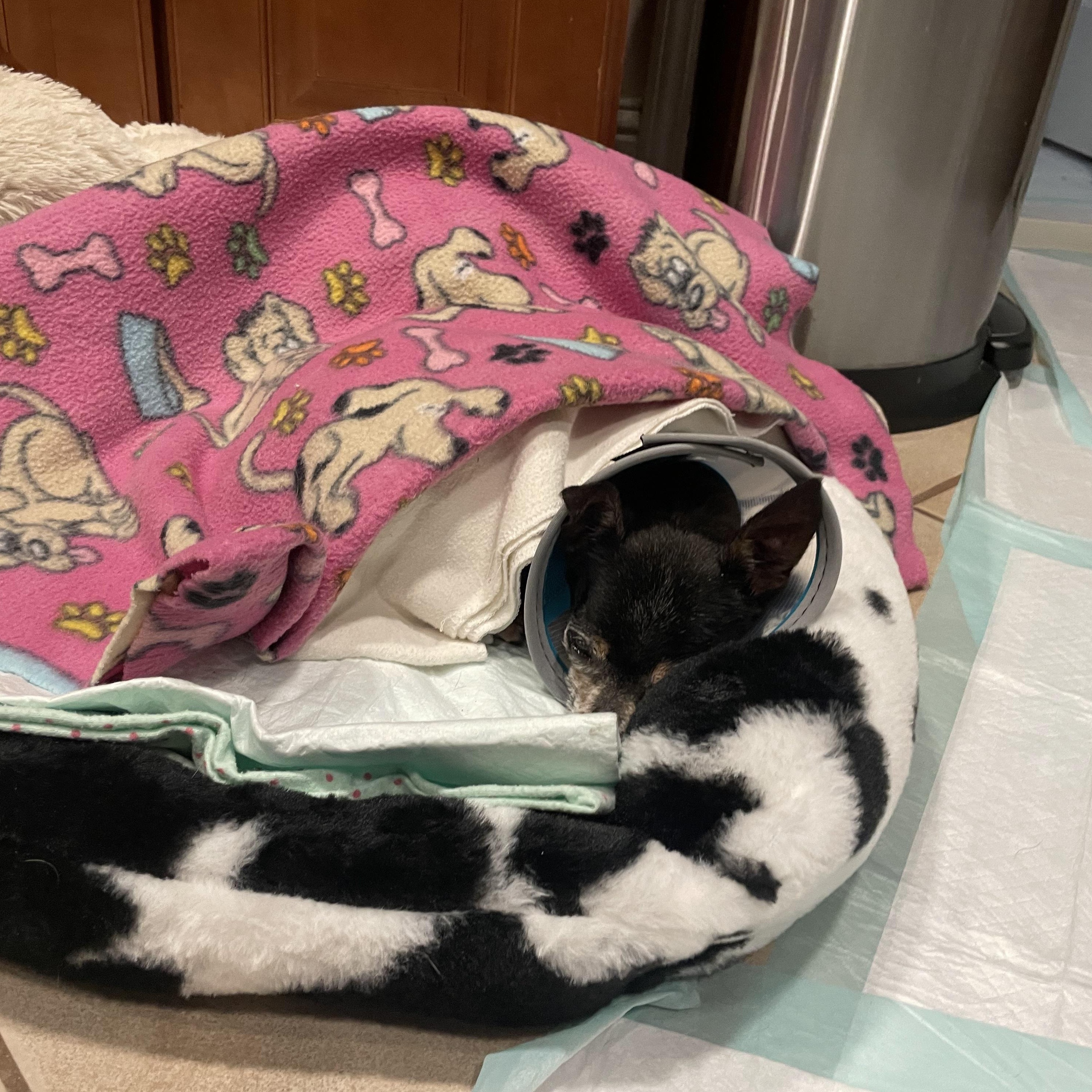 Enlarge Blaze In Foster, a Adoptable mixed breed in Jefferson, LA image 3/4