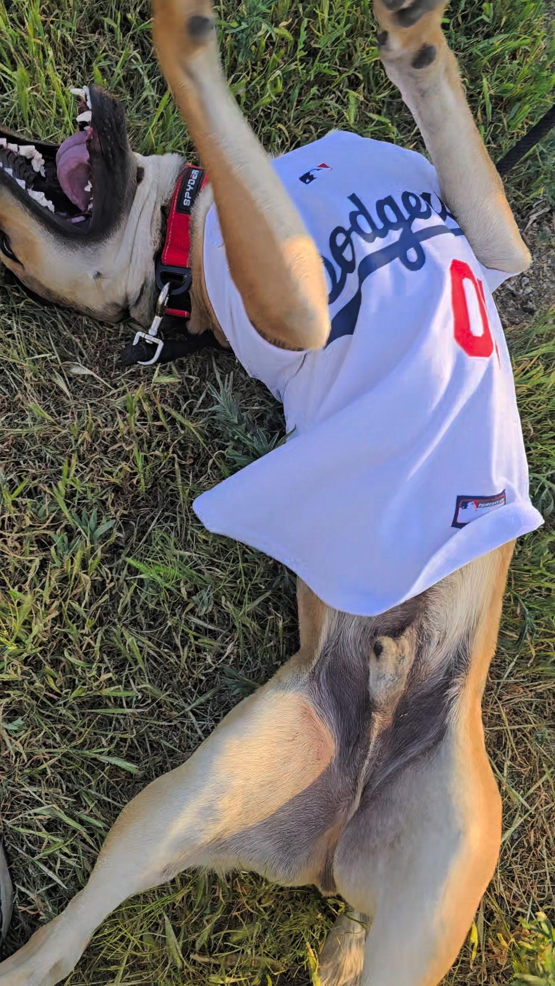 Enlarge Scottie, a Adoptable mixed breed in Murrieta, CA image 3/5